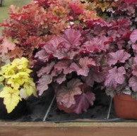 Heuchera ‘Georgia Plum’ ~ Georgia Plum Coral Bells