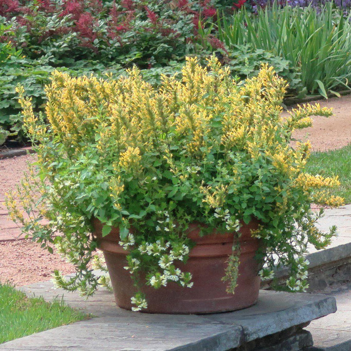 Agastache ‘Kudos Yellow’ ~  Kudos™ Yellow Hummingbird Mint, Hyssop