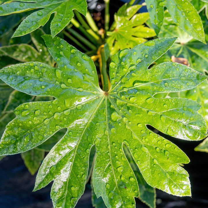 Fatsia japonica 'Spider's Web' ~ Spider's Web Fatsia