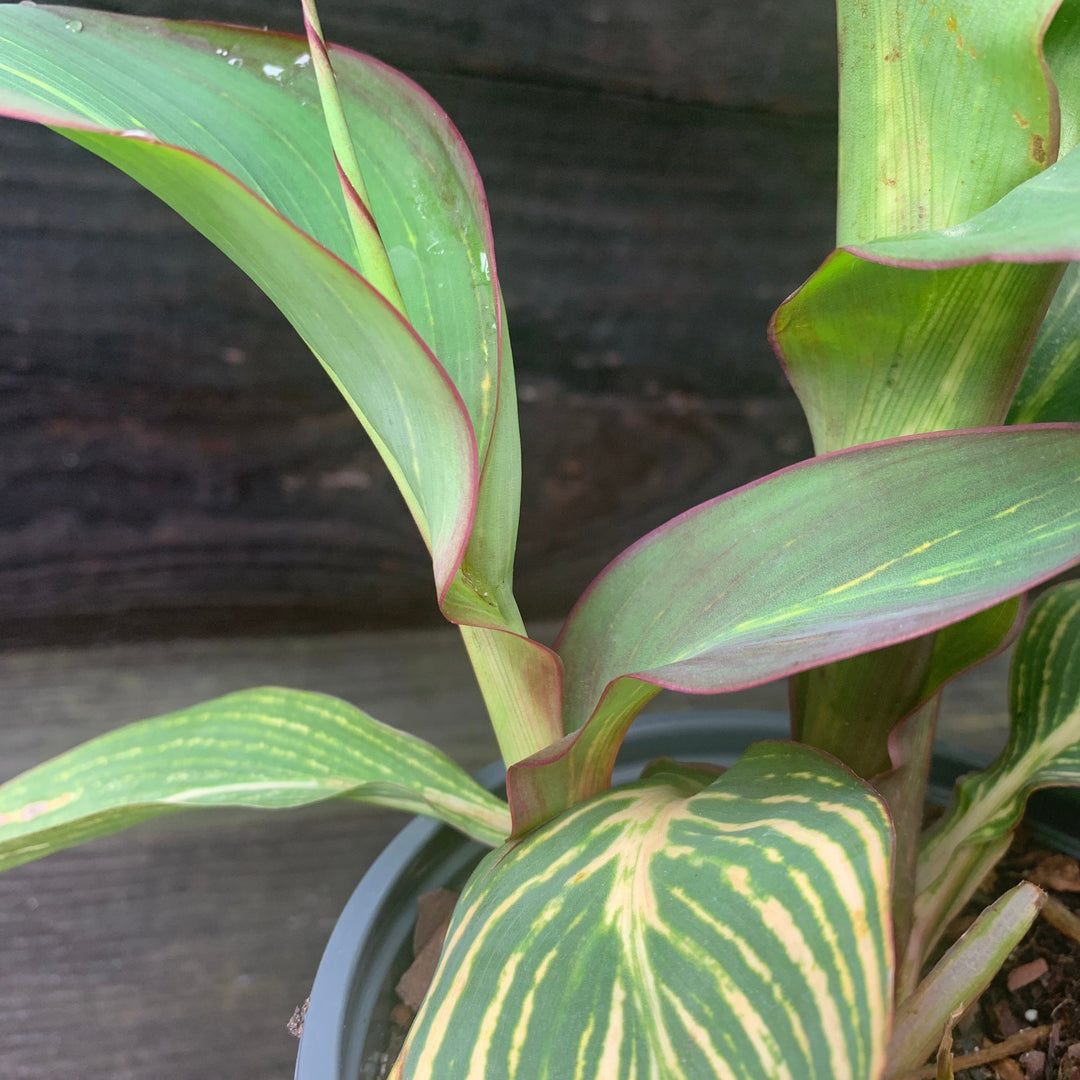 Canna x generalis 'Bengal Tiger' ~ Variegated Tiger Canna Lily