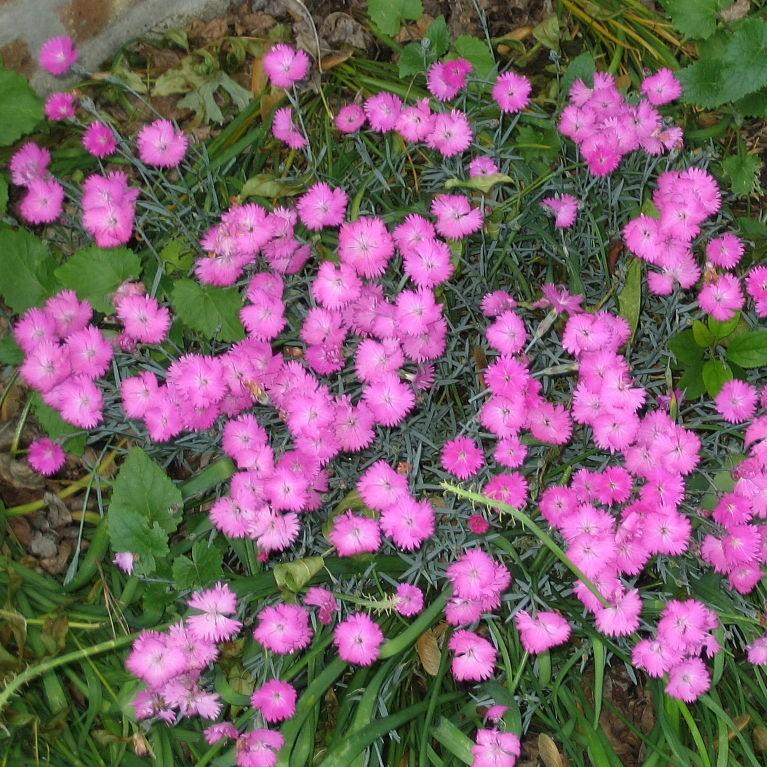 Dianthus 'Kahori' ~ Kahori Dianthus, Carnation