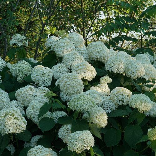 Hydrangea arborescens 'Abetwo' ~ Proven Winners® Incrediball® Smooth Hydrangea