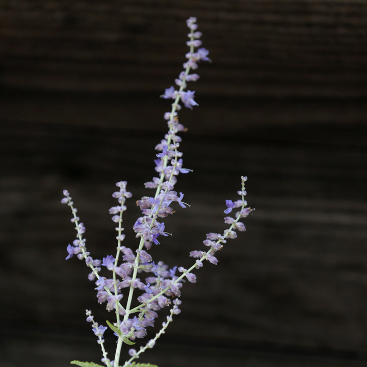 Perovskia atriplicifolia ~ Russian Sage