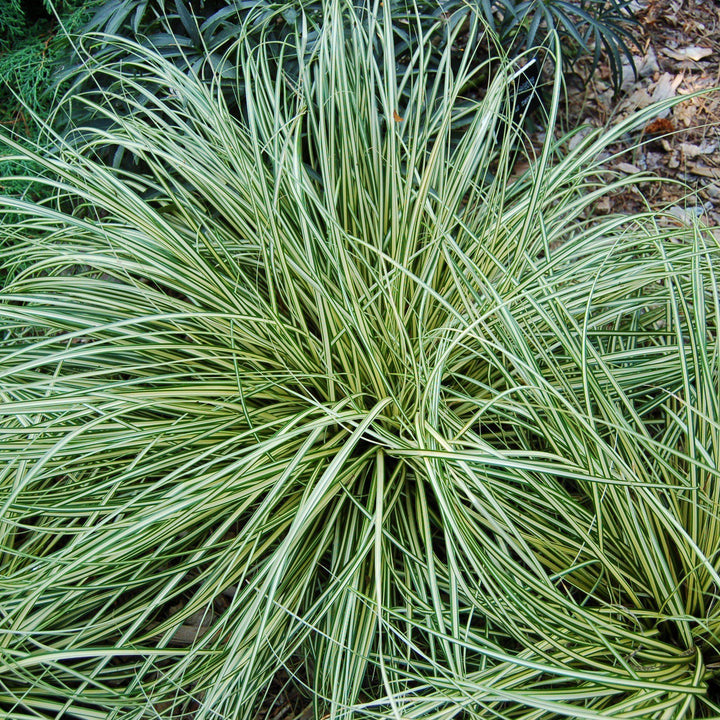 Carex oshimensis 'Evergold' ~ Evergold Variegated Sedge