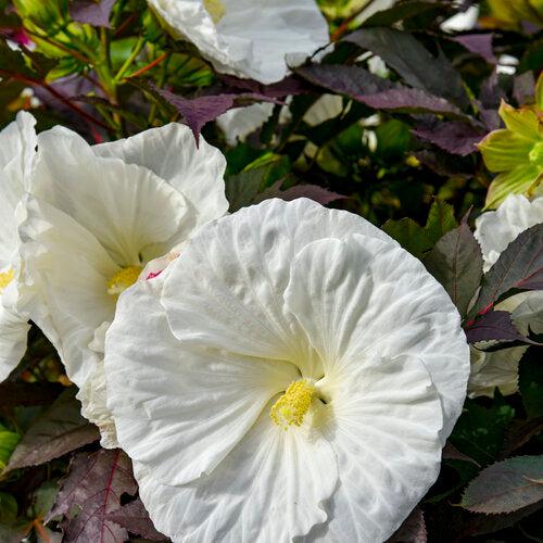 Hibiscus 'Cookies and Cream' ~ Summerific® Cookies and Cream Hibiscus