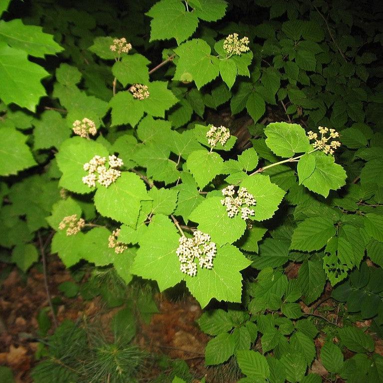 Viburnum acerifolium ~ Viburnum de hoja de arce