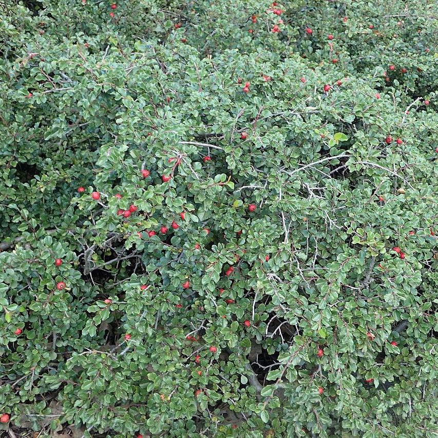 Cotoneaster apiculatus ~ Cranberry Cotoneaster