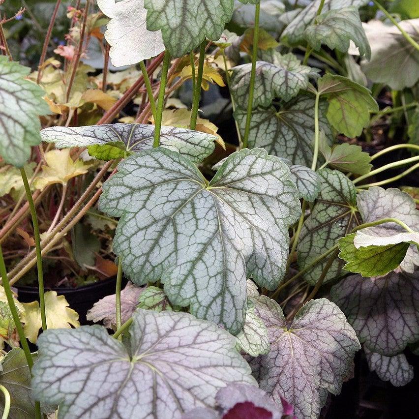 Heuchera americana 'Green Spice' ~ Green Spice Coral Bells