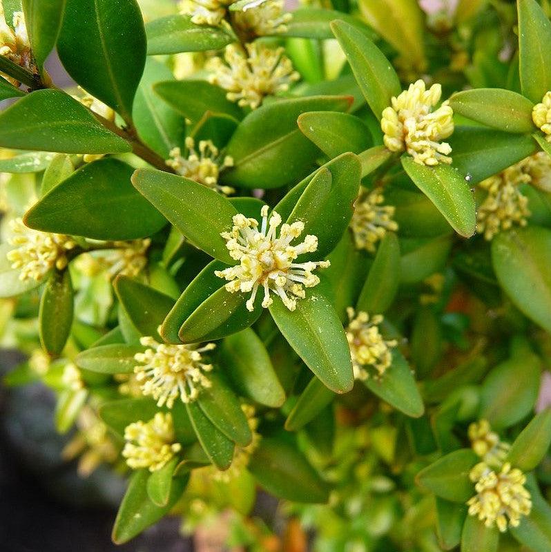 Buxus sempervirens ~ American Boxwood