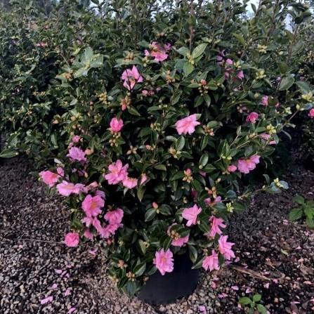 Camellia 'Winter's Joy' ~ Winter's Joy Camellia