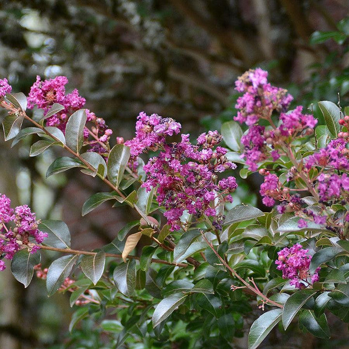 Lagerstroemia indica 'Zuni' ~ Zuni Crape Myrtle