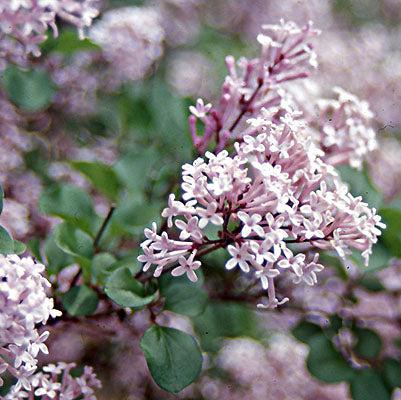 Syringa meyeri 'Palibin' ~ Palibin Korean Lilac