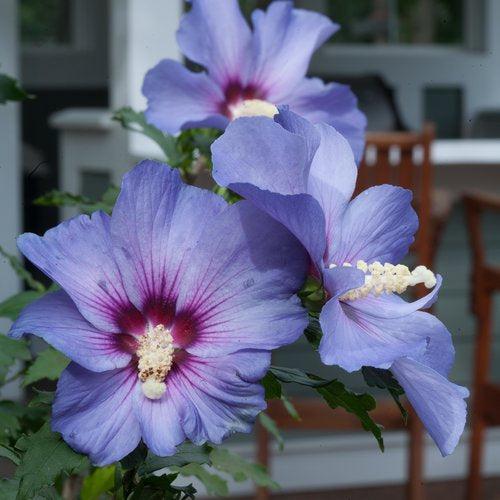 Hibiscus syriacus 'DVPazurri' ~ Azurri Blue Satin® Rosa de Sarón