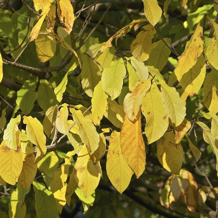 Asimina triloba ~ Common Pawpaw, Tall Pawpaw