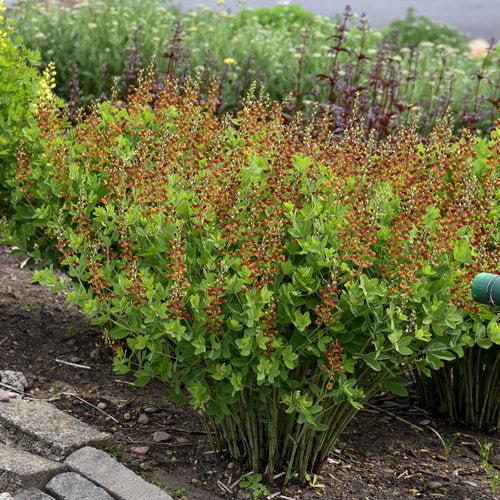 Baptisia 'Cherries Jubilee' ~ Decadence® Cherries Jubilee Baptisia