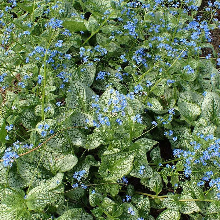 Brunnera macrophylla 'Sea Heart' ~ Sea Heart Siberian Bugloss