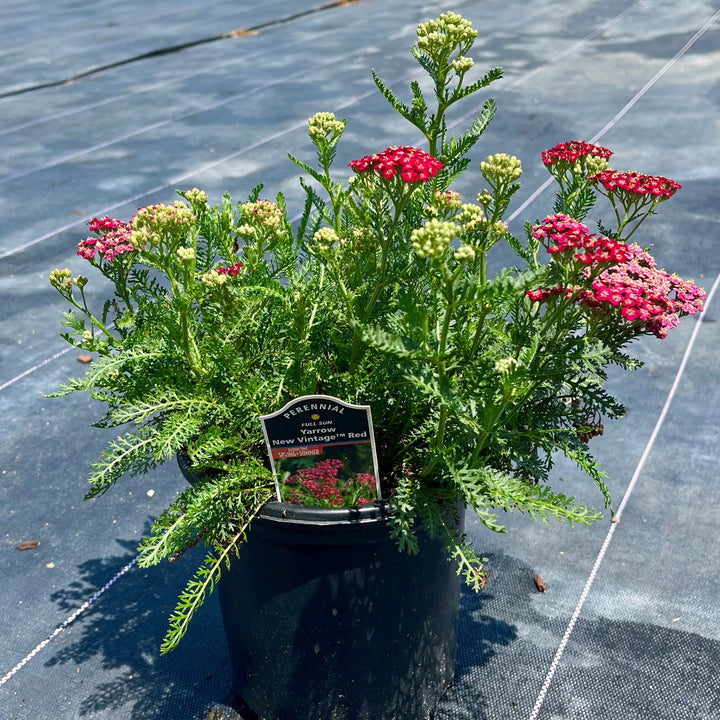 Achillea millefolium 'Balvinred' PP25618~ New Vintage™ Red Yarrow