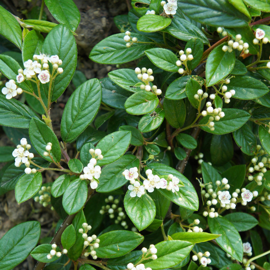 Cotoneaster salicifolius 'Líder Escarlata' ~ Líder Escarlata Cottoneaster 
