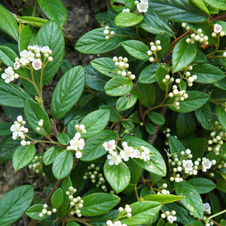Cotoneaster salicifolius 'Líder Escarlata' ~ Líder Escarlata Cottoneaster 