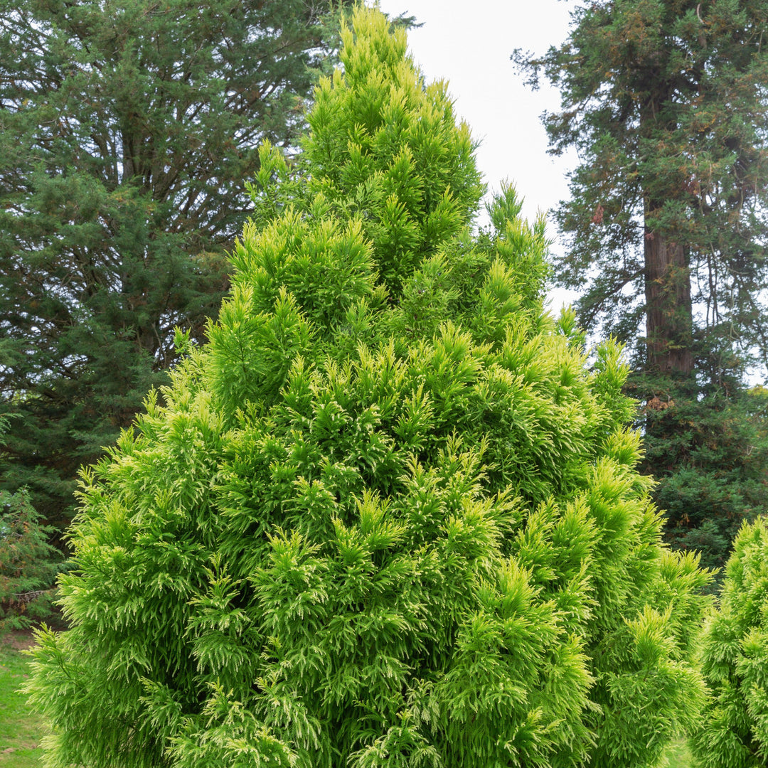 Cryptomeria japonica 'Sekkan' ~ Sekkan Japanese Cedar