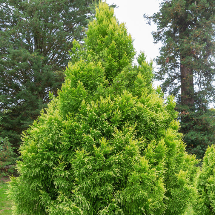 Cryptomeria japonica 'Sekkan' ~ Sekkan Japanese Cedar