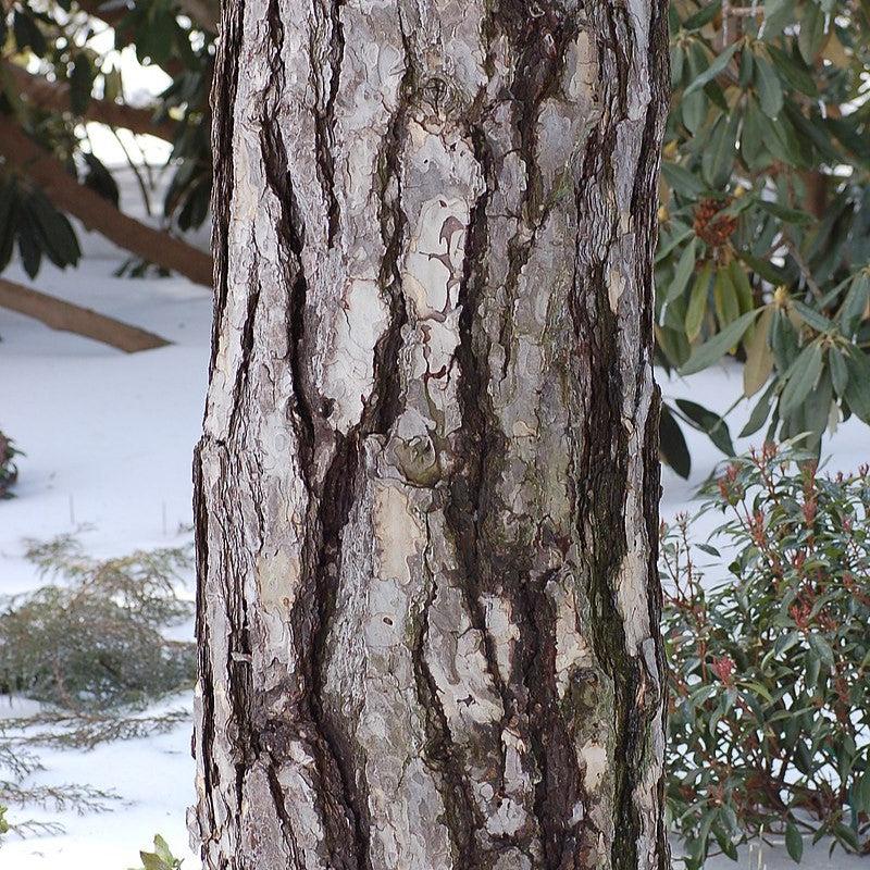 Pinus nigra ~ Black Pine