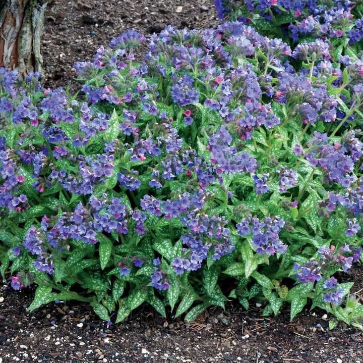 Pulmonaria 'Trevi Fountain' ~ Trevi Fountain Lungwort