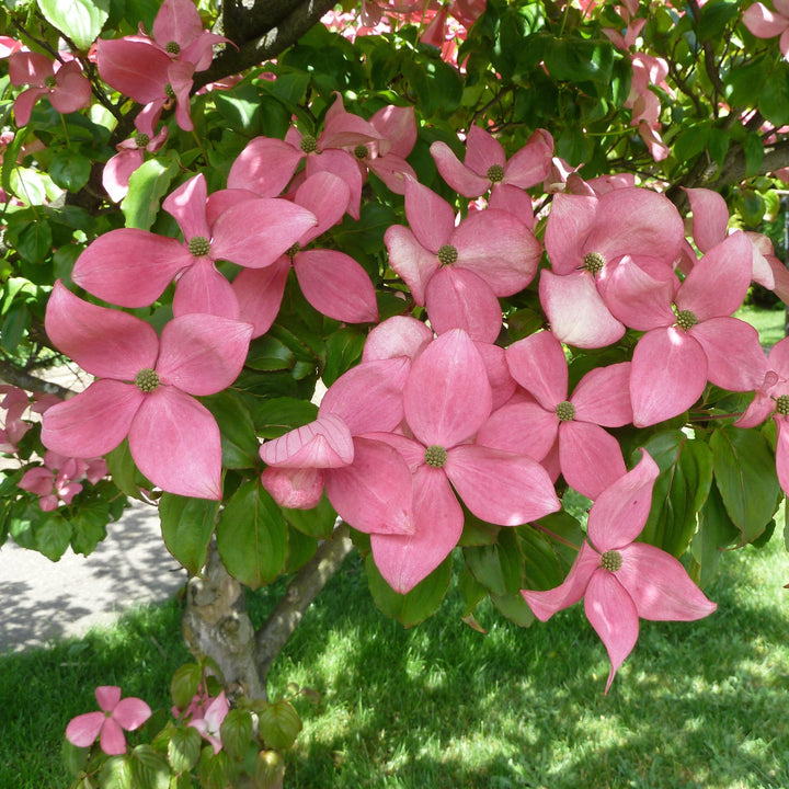 Cornus kousa x 'KNI44-2' ~ Rosy Teacups® Dogwood