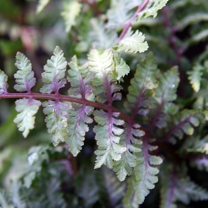 Athyrium niponicum var. pictum 'Ursula's Red' ~ Ursula's Red Japanese Painted Fern