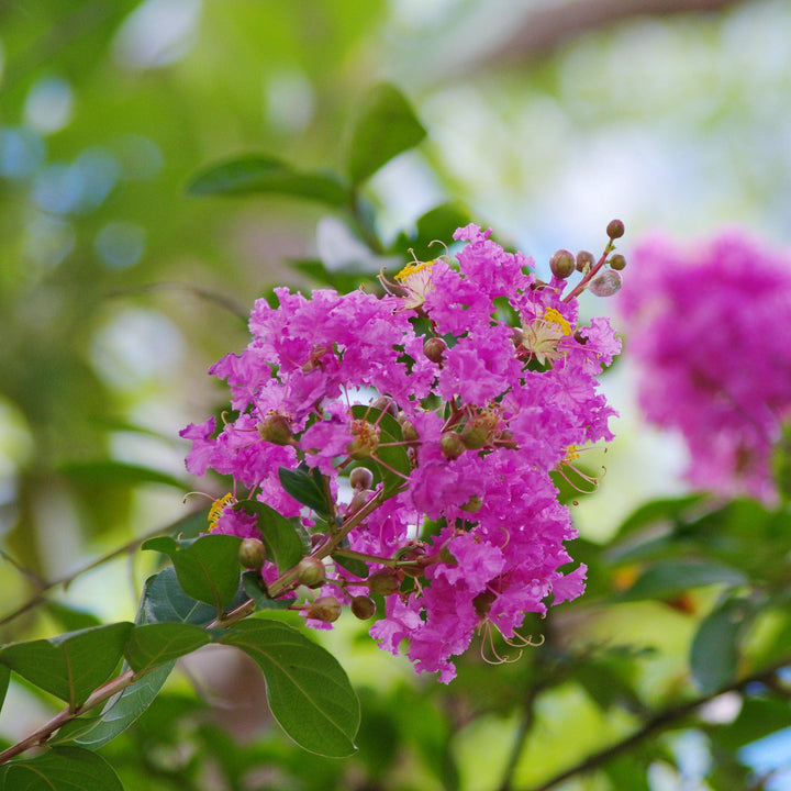 Lagerstroemia indica 'Autaugaville' ~ Autaugaville Crape Myrtle