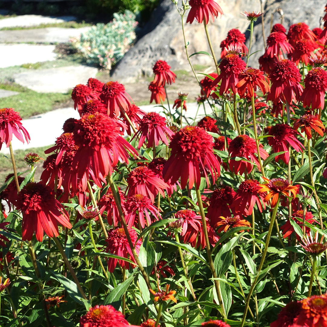 Echinacea x 'Hot Papaya' ~ Hot Papaya Echinacea, Coneflower