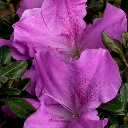 Rododendro 'Robles' ~ Encore® Autumn Lilac™ Azalea