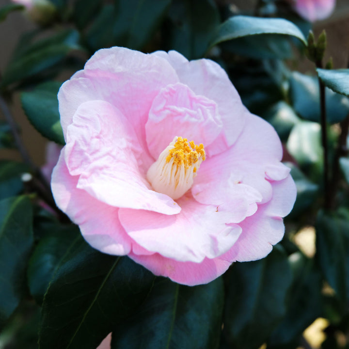 Camellia japonica 'April Blush' ~ Abril Blush Camellia