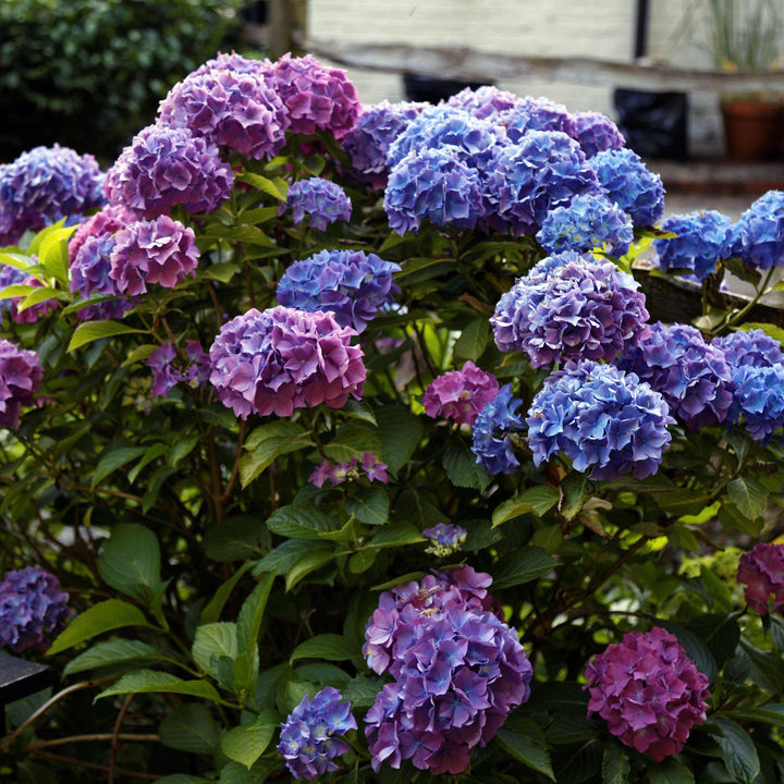 Hortensia macrophylla 'Penny Mac' ~ Hortensia Penny Mac