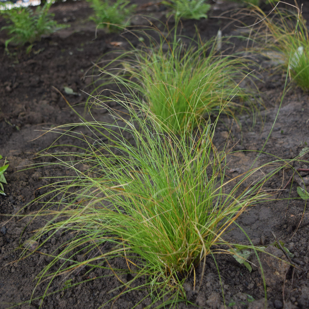 Carex appalachica ~ Appalachian Sedge