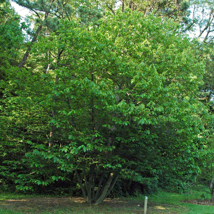 Asimina triloba ~ Common Pawpaw, Tall Pawpaw