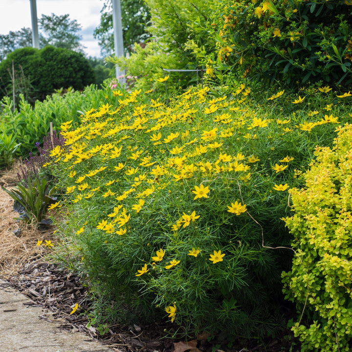 Coreopsis verticillata 'Zagreb' ~ Zagreb Threadleaf Tickseed