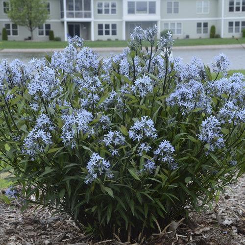 Amsonia tabernaemontana 'Storm Cloud' ~ Storm Cloud Blue Star