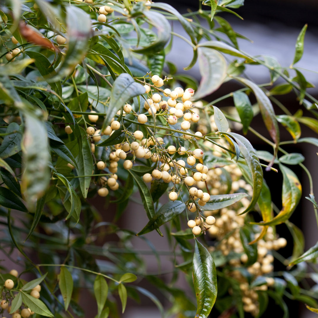 Nandina domestica 'Burgundy Wine' ~ Burgundy Wine Heavenly Bamboo