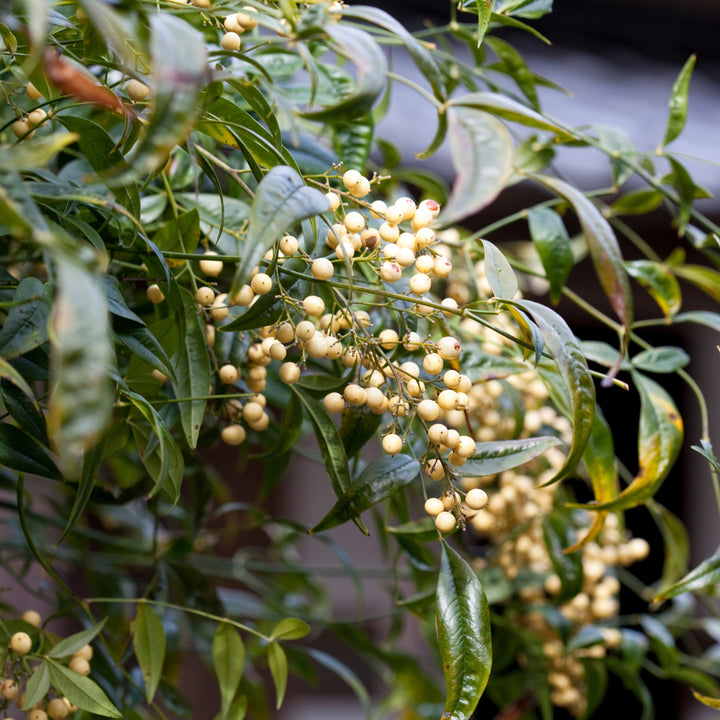 Nandina domestica 'Burgundy Wine' ~ Burgundy Wine Heavenly Bamboo