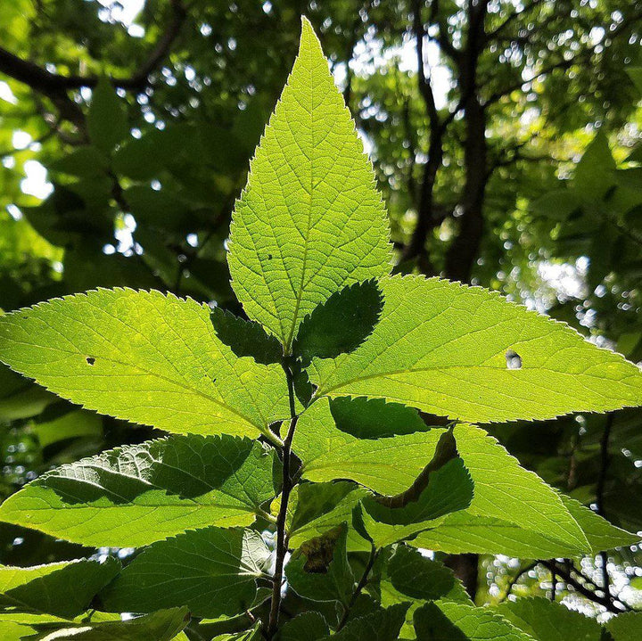 Celtis occidentalis ~ Hackberry