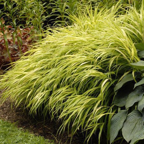 Hakonechloa macra 'All Gold' ~ All Gold Japanese Forest Grass, Hakone Grass