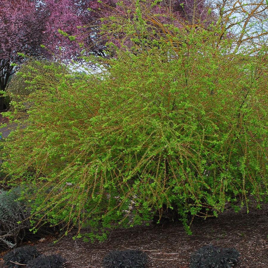 Salix integra 'Hakuro Nishiki' ~ Dappled Willow