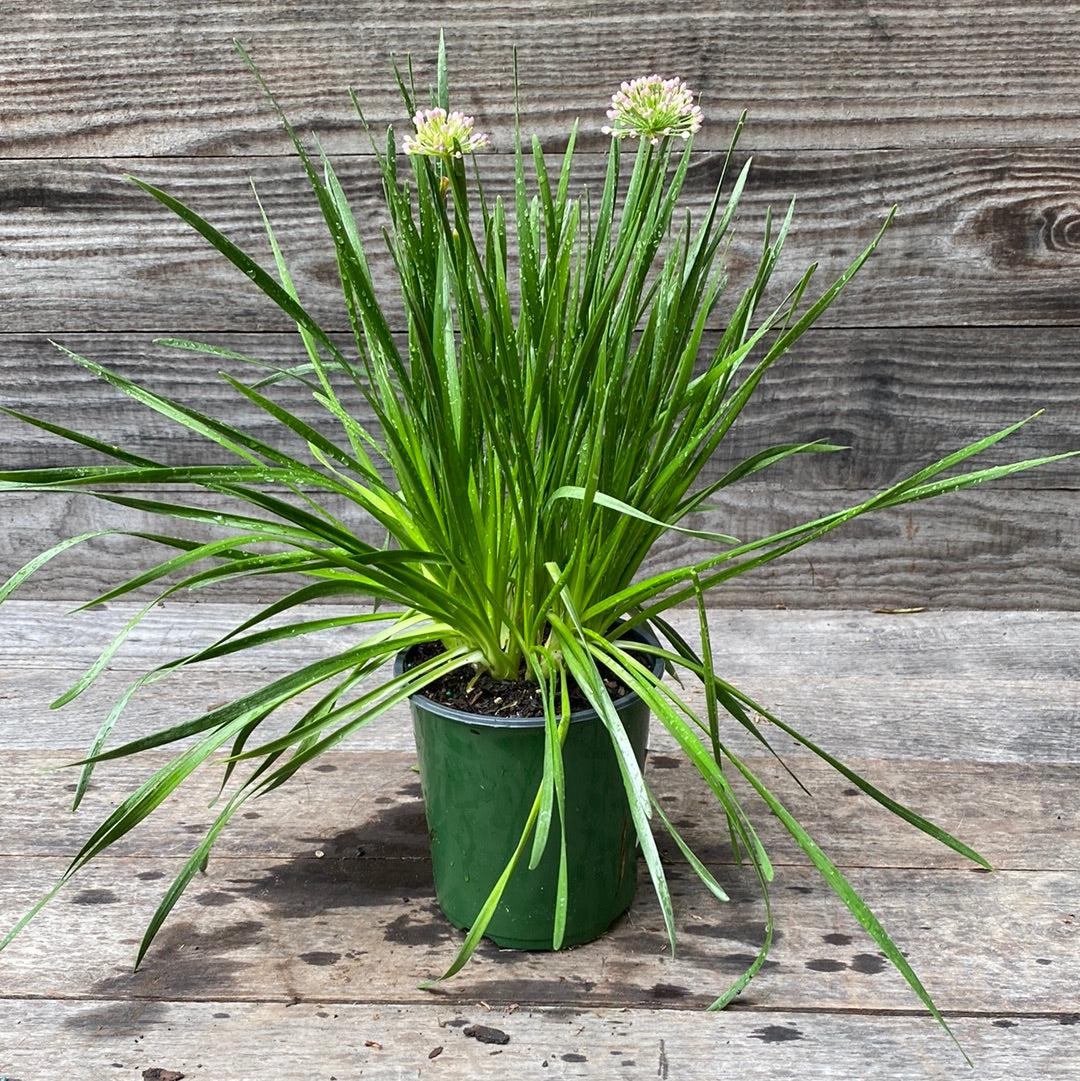 Allium 'Millenium' ~ Millenium Ornamental Onion