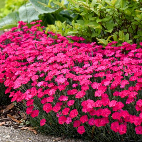 Dianthus 'Paint the Town Magenta' ~ Paint the Town Magenta Dianthus