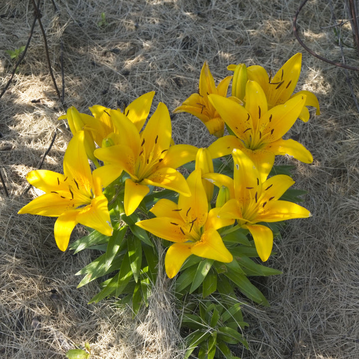 Lilium 'Tiny Bee' ~ Lily Looks™ Tiny Bee Asiatic Lily