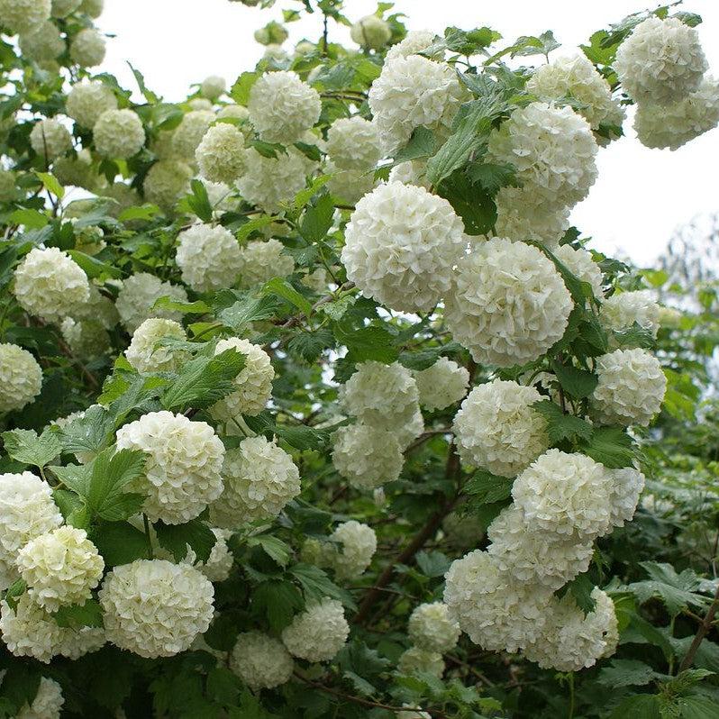 Viburnum opulus 'Roseum' ~ Eastern Snowball