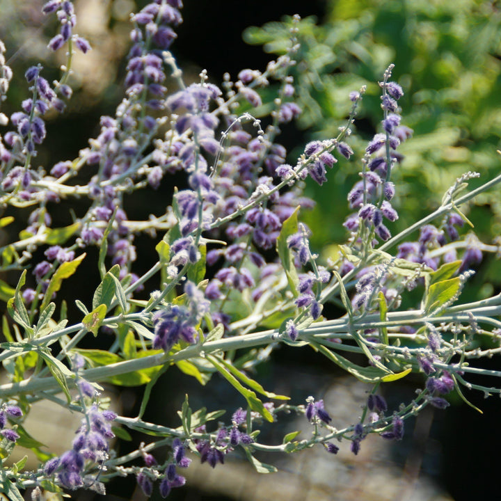 Perovskia atriplicifolia 'Little Spire' ~ Little Spire Russian Sage