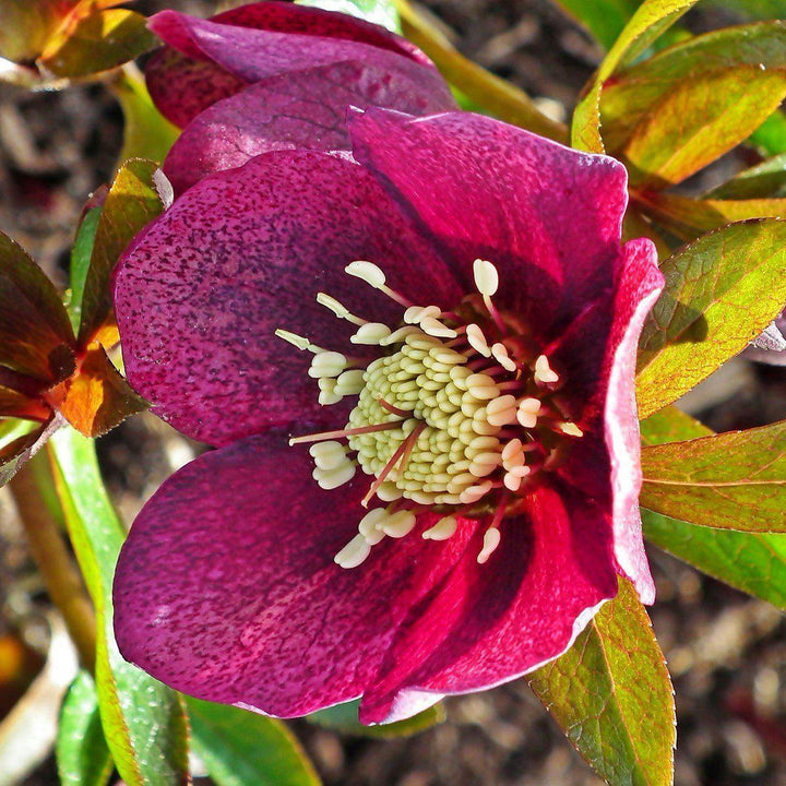 Helleborus x glandorfensis 'Ice N' Roses Red' ~ HGC® Ice N' Roses Red Lenten Rose