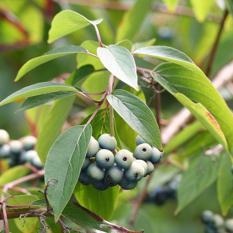 Cornus amomum ~ Silky Dogwood